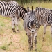 <h2>The Best of South Africa Escorted 2023</h2> 14 Nights | 6 Rounds | March 11 - 25