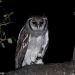 <h2>The Best of South Africa Escorted 2023</h2> 14 Nights | 6 Rounds | March 11 - 25