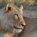 <h2>The Best of South Africa 2017</h2>14 Nights, 4 on Safari | 5 Rounds | Wine Tours & Sightseeing | November 3 – 17
