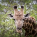 <h2>The Best of South Africa 2017</h2>14 Nights, 4 on Safari | 5 Rounds | Wine Tours & Sightseeing | November 3 – 17