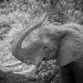 <h2>The Best of South Africa 2017</h2>14 Nights, 4 on Safari | 5 Rounds | Wine Tours & Sightseeing | November 3 – 17