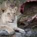 <h2>The Best of South Africa 2017</h2>14 Nights, 4 on Safari | 5 Rounds | Wine Tours & Sightseeing | November 3 – 17