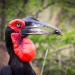 <h2>The Best of South Africa 2017</h2>14 Nights, 4 on Safari | 5 Rounds | Wine Tours & Sightseeing | November 3 – 17
