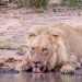 <h2>The Best of South Africa 2017</h2>14 Nights, 4 on Safari | 5 Rounds | Wine Tours & Sightseeing | November 3 – 17