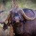 <h2>The Best of South Africa 2017</h2>14 Nights, 4 on Safari | 5 Rounds | Wine Tours & Sightseeing | November 3 – 17
