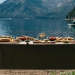 <h2>The Best of Argentina Escorted 2019 Feb 18</h2>11 Nights in Patagonia & Buenos Aires | 6 Rounds | February 18 – March 1