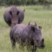 <h2>The Best of South Africa Escorted 2019</h2>Kruger Safari, Cape Town, the Winelands & Garden Route | 14 Nights | 5 Rounds | February 23 - March 9