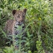 <h2>The Best of South Africa Escorted 2019</h2>Kruger Safari, Cape Town, the Winelands & Garden Route | 14 Nights | 5 Rounds | February 23 - March 9
