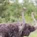 <h2>The Best of South Africa Escorted 2019</h2>Kruger Safari, Cape Town, the Winelands & Garden Route | 14 Nights | 5 Rounds | February 23 - March 9