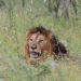 <h2>The Best of South Africa Escorted 2019</h2>Kruger Safari, Cape Town, the Winelands & Garden Route | 14 Nights | 5 Rounds | February 23 - March 9