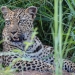 <h2>The Best of South Africa Escorted 2019</h2>Kruger Safari, Cape Town, the Winelands & Garden Route | 14 Nights | 5 Rounds | February 23 - March 9