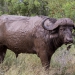 <h2>The Best of South Africa Escorted 2019</h2>Kruger Safari, Cape Town, the Winelands & Garden Route | 14 Nights | 5 Rounds | February 23 - March 9