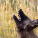 <h2>The Best of South Africa Escorted 2019</h2>Kruger Safari, Cape Town, the Winelands & Garden Route | 14 Nights | 5 Rounds | February 23 - March 9