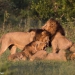 <h2>The Best of South Africa Escorted 2019</h2>Kruger Safari, Cape Town, the Winelands & Garden Route | 14 Nights | 5 Rounds | February 23 - March 9