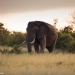 <h2>The Best of South Africa Escorted 2019</h2>Kruger Safari, Cape Town, the Winelands & Garden Route | 14 Nights | 5 Rounds | February 23 - March 9