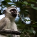 <h2>The Best of South Africa Escorted 2019</h2>Kruger Safari, Cape Town, the Winelands & Garden Route | 14 Nights | 5 Rounds | February 23 - March 9