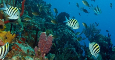 Scuba Diving
