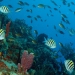 Scuba Diving