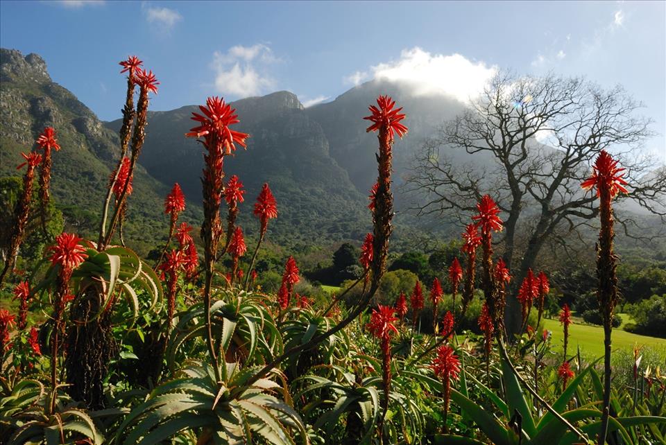 <h2>The Best of South Africa Escorted 2015</h2>13 Nights, 3 on Safari at Shamwari Game Reserve | 5 Rounds | November 1 – 15